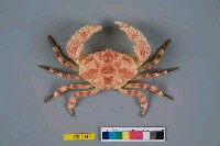 藏品(雷氏鱗斑蟹)的圖片